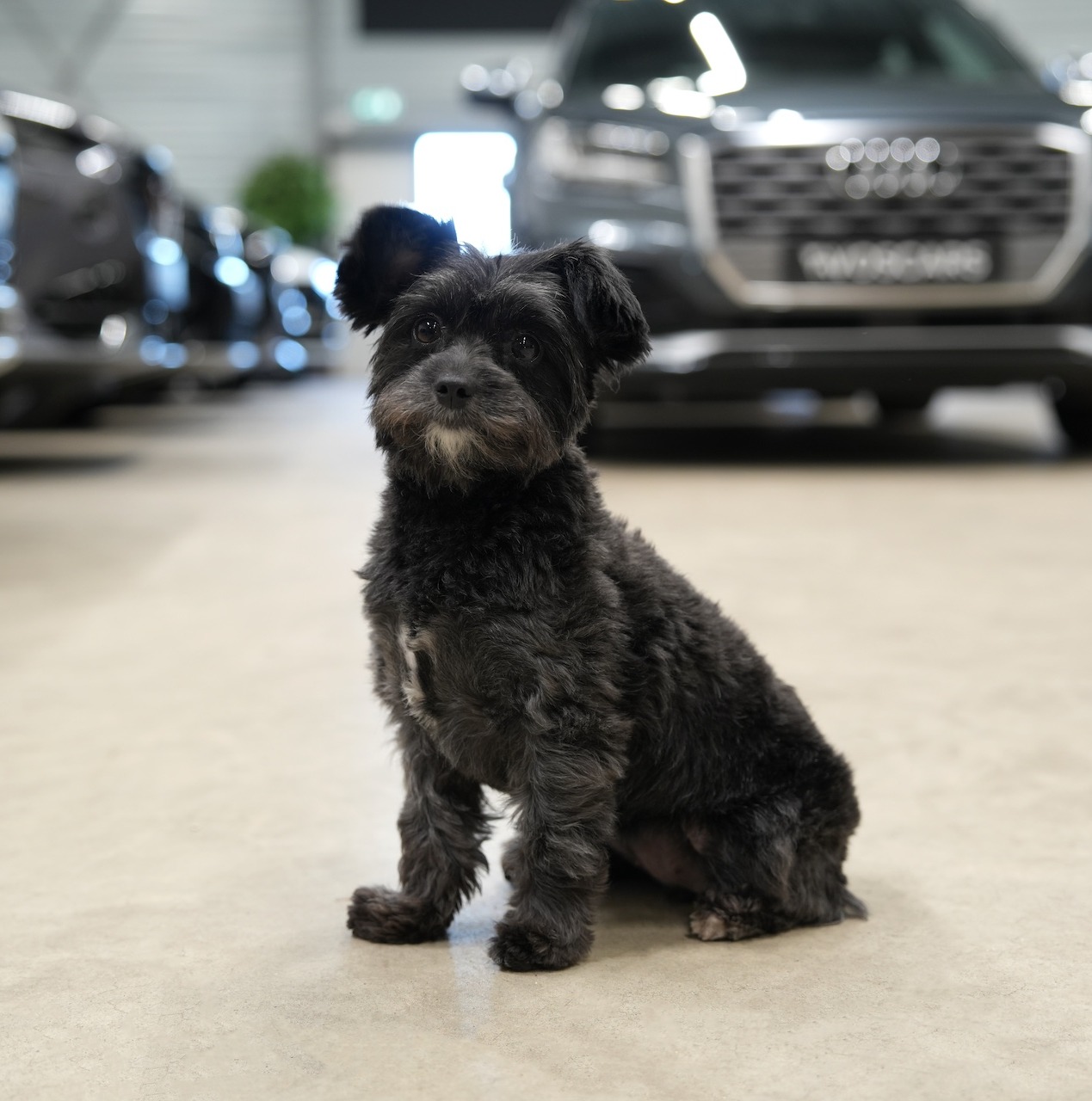 Gallery gallery_images_2_2_17743416361620598866.jpg Mica | VosCars